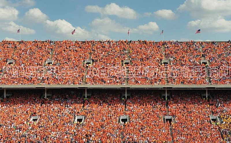 从雏鸟到斗士：小白鸡运动背后的精彩瞬间