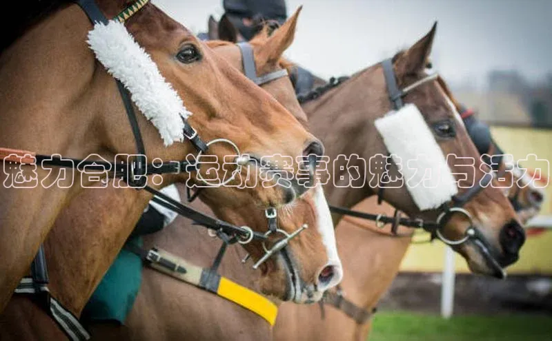 魅力合肥：运动赛事的魅力与活力